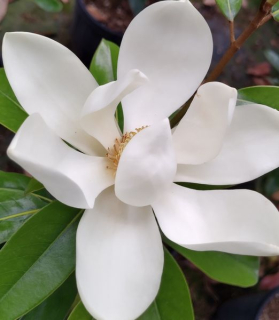 Magnolia grandiflora 'Alta'®
